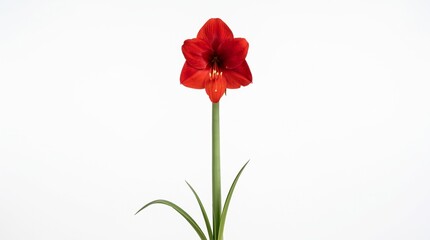 Photorealistic elegant Amaryllis flower with a long slender green stem, large open red petals, prominent golden stamens, minimal natural foliage, graceful vertical composition