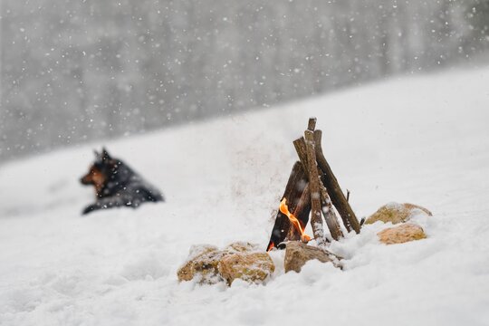 Small flickering flames rise from a structure of dry logs placed among jagged stones in deep snow while a blurred dark dog rests in the distance during a cold winter storm with falling snowflakes