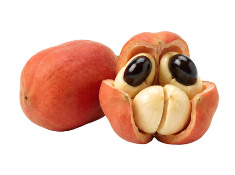 Ackee fruit with open red pod and black seeds, tropical Jamaican ackee fruit showing cream colored arils and glossy seeds. Exotic Caribbean ackee fruit for culinary and botanical projects