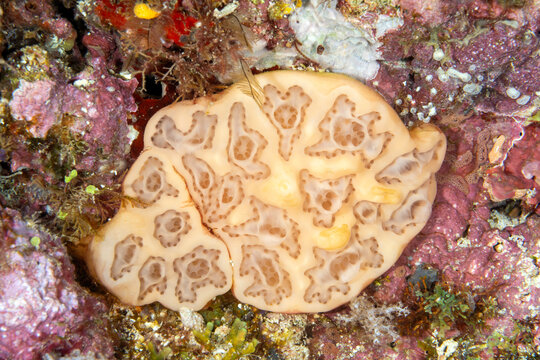 Ascidian, Botryllus sp., Raja Ampat Indonesia