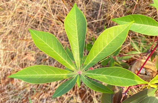 Close Up of Green Cassava Leaves with Red Stems