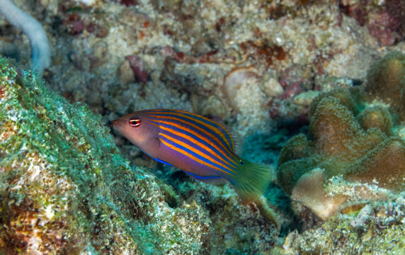 Sixline wrasse, Pseudocheilinus hexataenia, Raja Ampat Indonesia.
