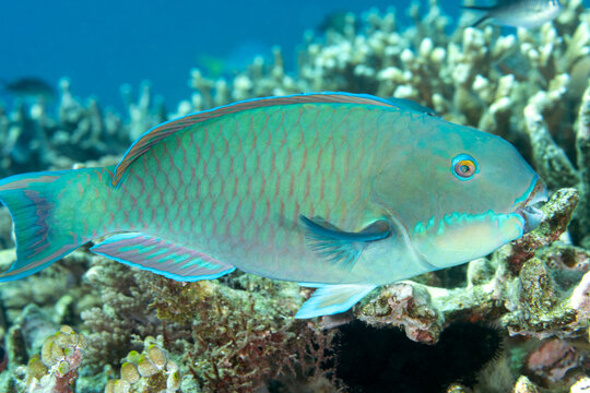 Steephead parrotfish , Chlorurus microrhinos , Raja Ampat, Indonesia