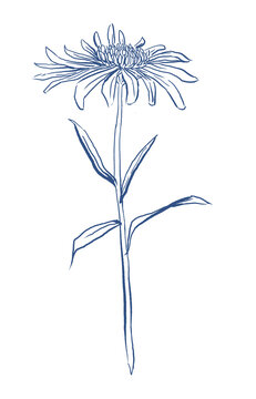 Vintage Blue Aster Flower Hand Drawn Illustration