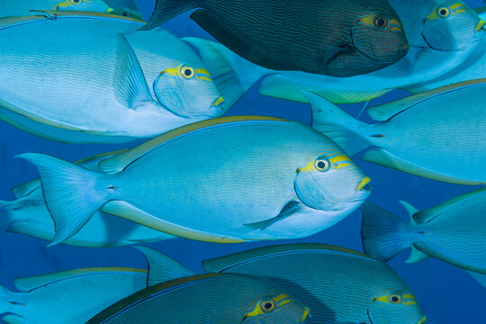 Yellowmask surgeonfishes, Acanthurus mata, Raja Ampat Indonesia
