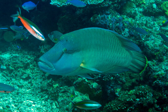 Humphead Napoleon wrasse Cheilinus undulatus, Raja Ampat Indonesia.