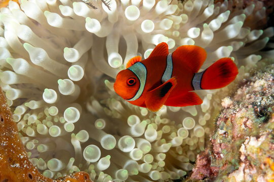 Spinecheek anemonefish, Premnas biaculeatus, Raja Ampat Indonesia.