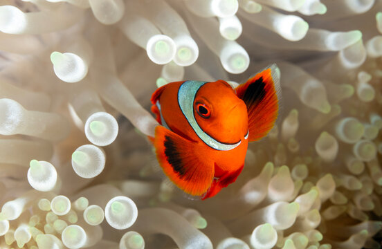 Spinecheek anemonefish, Premnas biaculeatus, Raja Ampat Indonesia.
