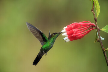 Fototapeta premium The violet-fronted brilliant (Heliodoxa leadbeateri sagitta) is a species of hummingbird in the 