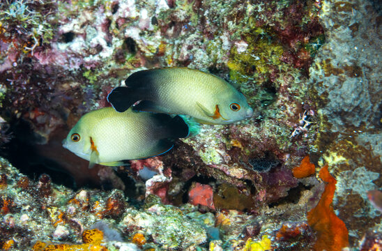 Pearl-scaled angelfish, Centropyge vroliki, Raja Ampat Indonesia
