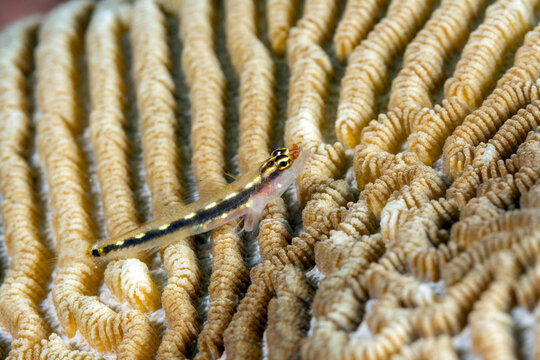 Sebree's dwarfgoby, Eviota sebreei, Raja Ampat Indonesia