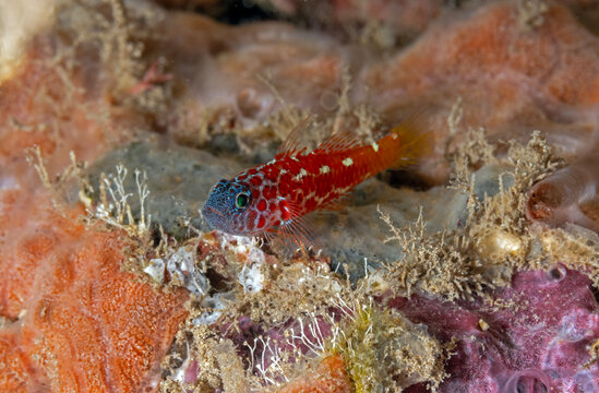 Naude's dwarfgoby, Trimma naudei, Raja Ampat Indonesia