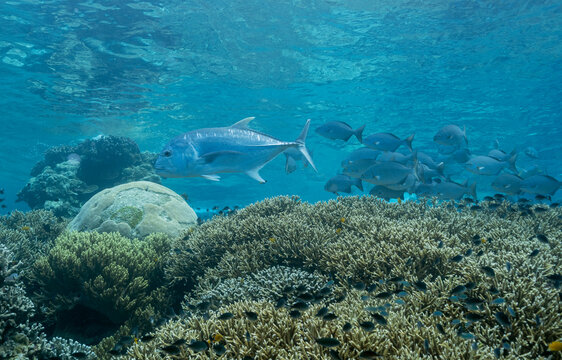 Giant trevally, Caranx ignobilis, Raja Ampat Indonesia.