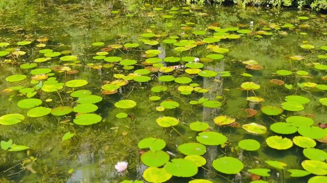 A breathtaking and vibrant view of a crystal-clear garden pond densely covered with floating green lily pads and blooming white water lilies in Gifu, capturing the peaceful and Zen essence of Japan.