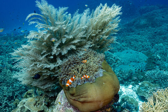 False clown anemonefish, Amphiprion ocellaris, in a magnificient sea anemone, Heteractis magnifica, Raja Ampat Indonesia