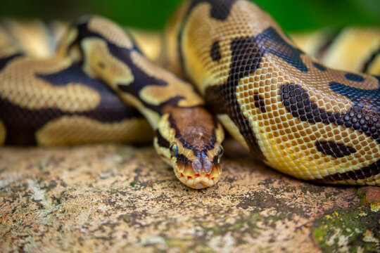 A python lies on the ground and on rocks in the wild. A close-up of a boa constrictor on a rock. Snake skin. Reptile.