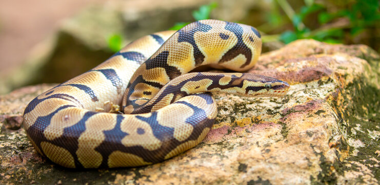 A python lies on the ground and on rocks in the wild. A close-up of a boa constrictor on a rock. Snake skin. Reptile.