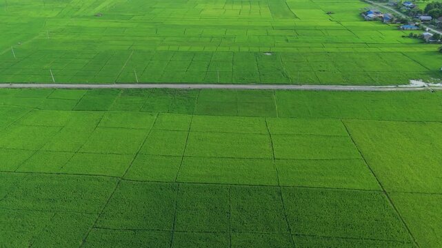 High angle view of a straight rural road horizontally dividing an expanse of vibrant green patchwork rice paddies in Nepal