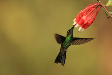 Fototapeta premium The violet-fronted brilliant (Heliodoxa leadbeateri sagitta) is a species of hummingbird in the 