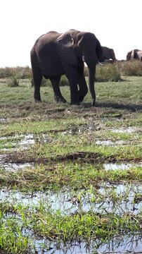 elephants in the river
