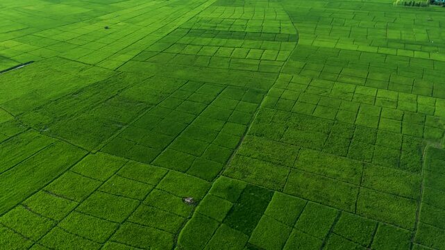 Top-down aerial view of vibrant green agricultural fields divided into neat rectangular plots in Nepal