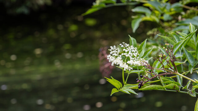 White elderberry flowers and berries with copy space on blurred background