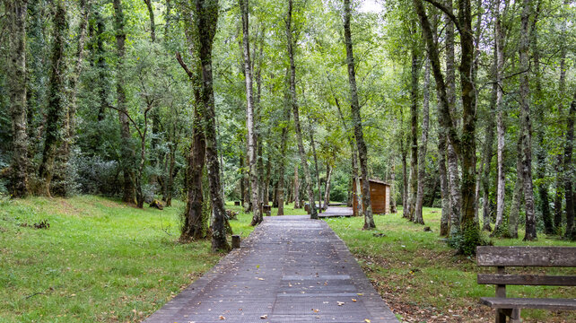 Wooden walkway in a lush forest with a resting bench
