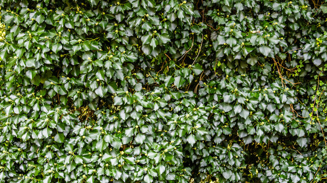Background wall covered with green ivy leaves