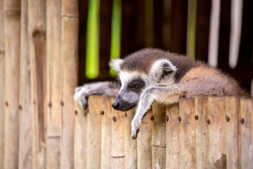 A ring-tailed lemur rests in a wooden house. These famous Madagascar primates have expressive faces. A close-up portrait of a lemur. © Vera