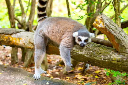 Ring-tailed lemur resting on a tree branch. Iconic Madagascar primate with a striped tail. Close-up of a lemur sitting in the trees.