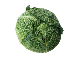 Fototapeta premium A whole Savoy cabbage isolated on a white background with the image fully in focus.