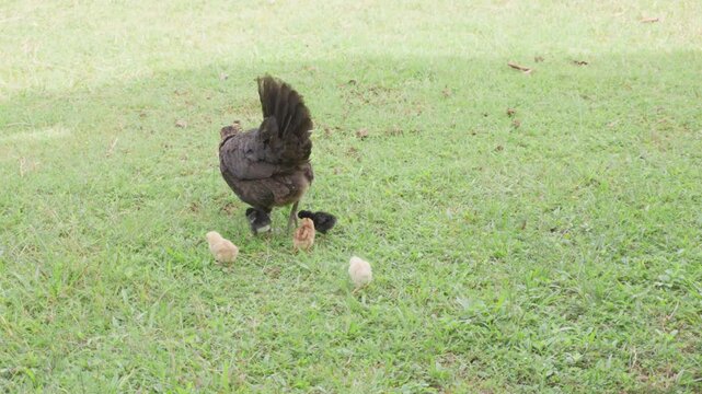 Hen and her five newly hatched chicks foraging for food on green grass in a farmyard, concept of maternal care, organic poultry raising, rural lifestyle, and agriculture.