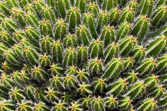 Morocco, Euphorbia, Euphorbia echinus
