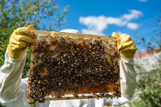 Beekeeper holds a honeycomb frame with a bee swarm outdoors