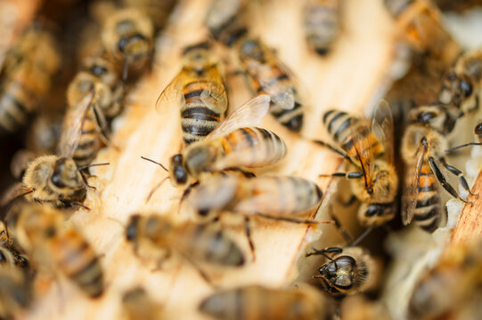 A honey bee swarm works on a wooden hive frame in summer