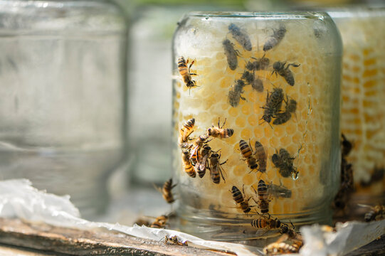 Several bees crawl on a glass jar filled with fresh honeycomb
