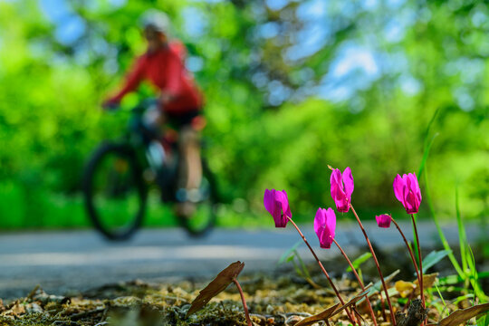Woman cycling on road behind pink cyclamen flowers in Tuscany