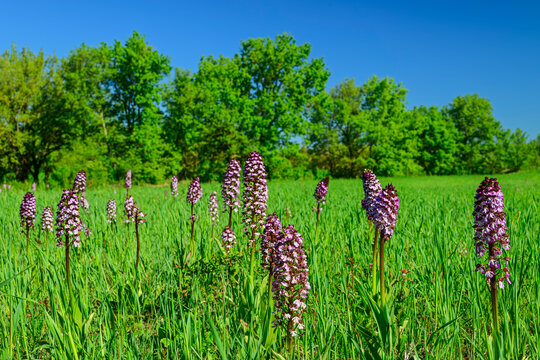 Purple orchids bloom in a tranquil green meadow in Val d'Orcia, Italy