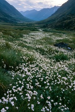 Silver dew meadow with white flowers in a mountain valley