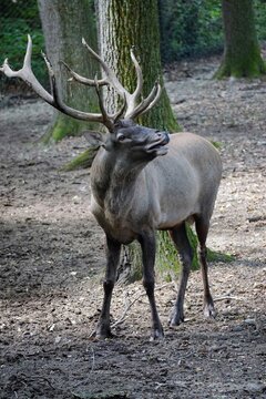 deer in the woods