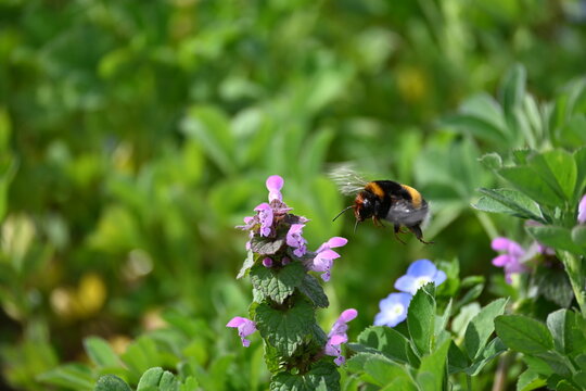 bee on a flower