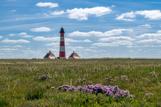Westerheversand lighthouse stands in a meadow with sea lavender