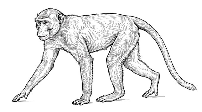 Vintage monkey sketch, hand drawn primate illustration, black and white macaque drawing, scientific animal engraving style