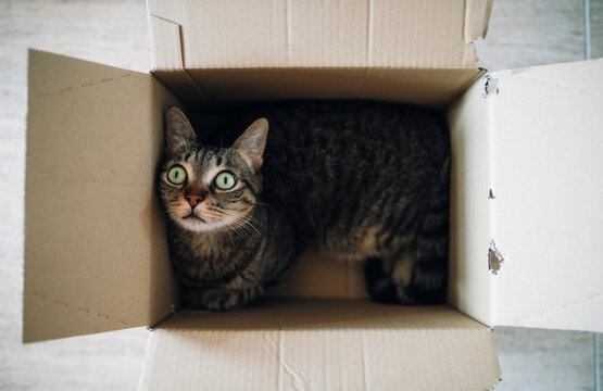 Tabby cat in a cardboard box