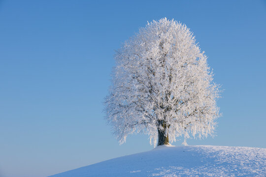A solitary lime tree stands on a snowy hill in winter