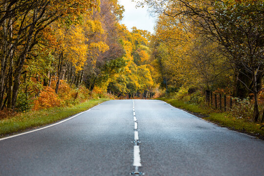 UK, Scotland, road in the highlands passing through orange and yellow trees