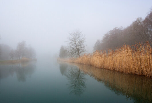 Austria, View of trees with reed in morning fog at Mondsee Lake