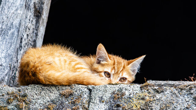 Ginger kitten resting on rustic wall with black background and copy space