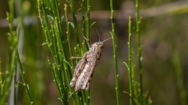 Grasshopper or locust perched on green broom stems