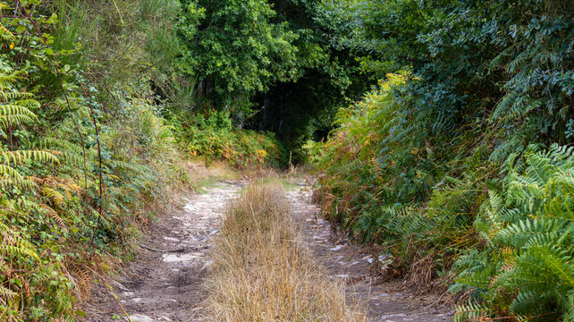 Rural dirt road surrounded by ferns and forest